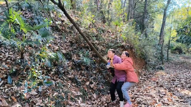 天气越来越冷了,小两口上山砍柴烤腊肉过年,一天砍这么一车