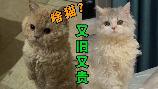 这是啥猫?怎么还穿摇粒绒面料? #赛尔凯克卷毛猫 #摇粒绒小猫咪 #萌宠