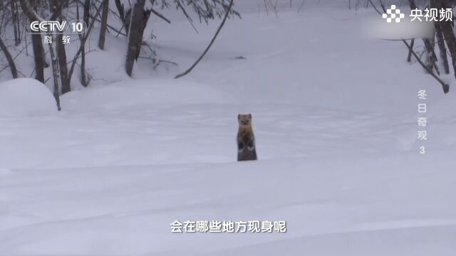 拍摄组前往长白山寻找紫貂,茫茫雪山大海捞针,专家指明了方向