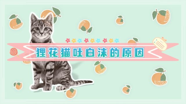 狸花猫吐白沫的原因有哪些呢?可能是这几点!