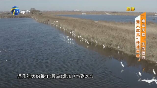 “候鸟天堂”生态团泊,迎来成批“迁徙来客”