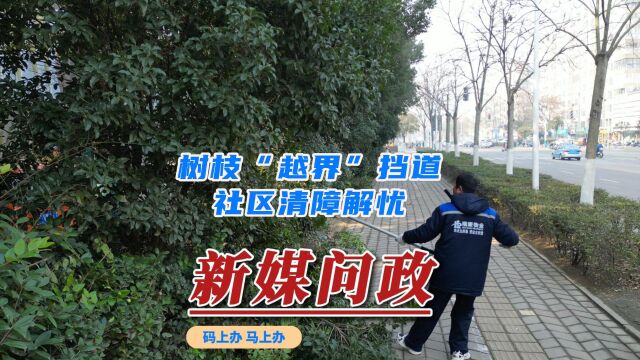 蚌埠发布ⷦ–𐥪’问政 码上办ⷩ鬤𘊥Šž,树枝“越界”挡道,社区清障解忧