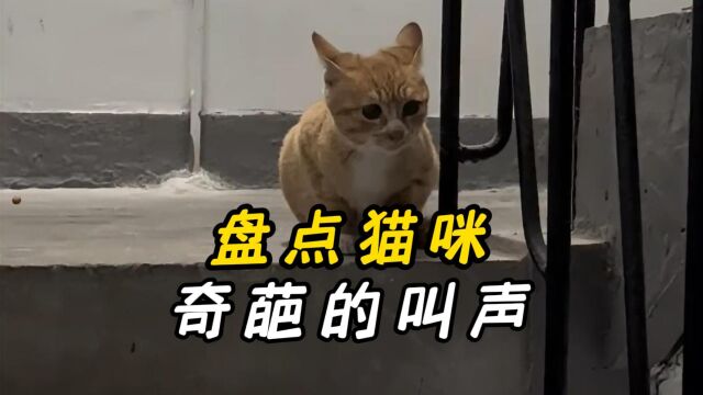 盘点那些猫咪的奇葩叫声