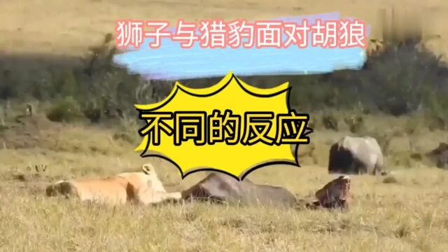 狮子与猎豹,对待胡狼时不同的反应!动物世界爱护大自然保护野生动物神奇动物万物皆有灵性狮子胡狼猎豹