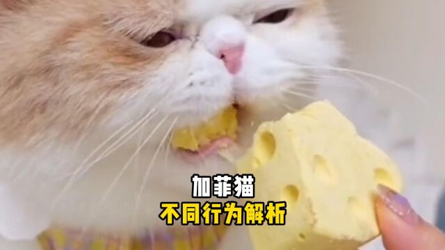 加菲猫的这些行为,你都知道哪些?