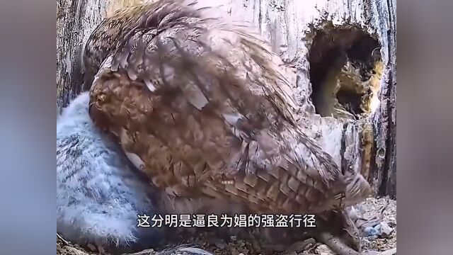 乌鸦想把猫头鹰一家三口堵死在洞里,乌鸦的智商太歹毒!