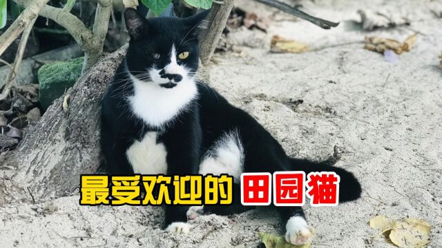 盘点最受欢迎的田园猫,你养过吗?