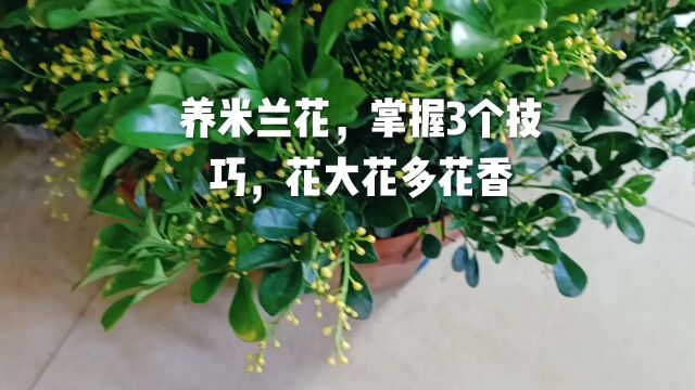 养米兰花,掌握3个技巧,花大花多花香