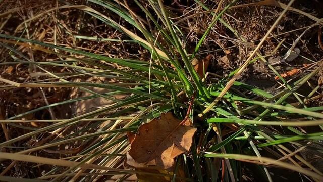 坐标辽宁鞍山,最低零下二十度Ⱕ𗦥𓬥‘现一株绿色的野草.#野草 #乡野 #大自然