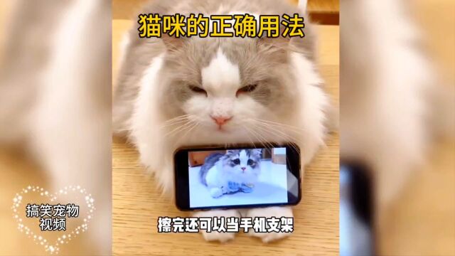 盘点猫咪的正确用法,不会还有人不知道吧