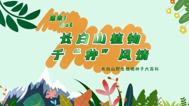 探秘!长白山植物千“种”风情~树锦鸡儿