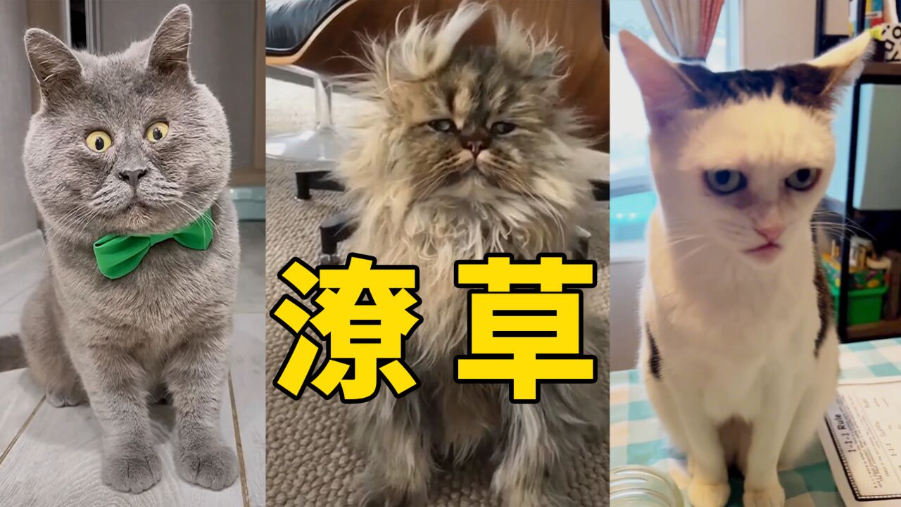 盘点长相潦草的猫咪,长得丑的猫像人?#丑猫#潦草小猫#八嘎猫_高清1080P在线观看平台_腾讯视频