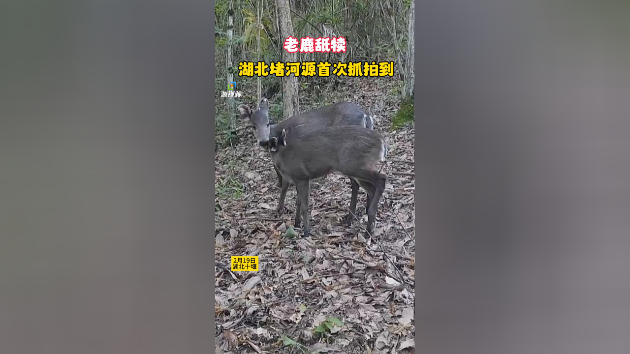 湖北堵河源首次抓拍到"老鹿舐犊"