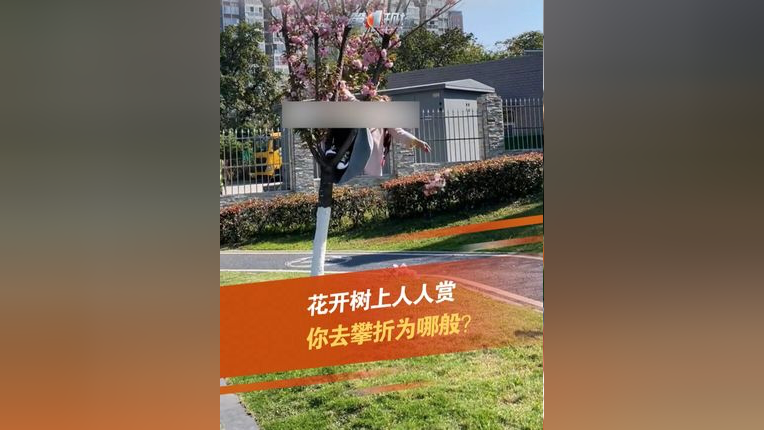 四川成都一大妈挂树上辣手摧花 3月29日,四川成都一大妈爬路边花树挂