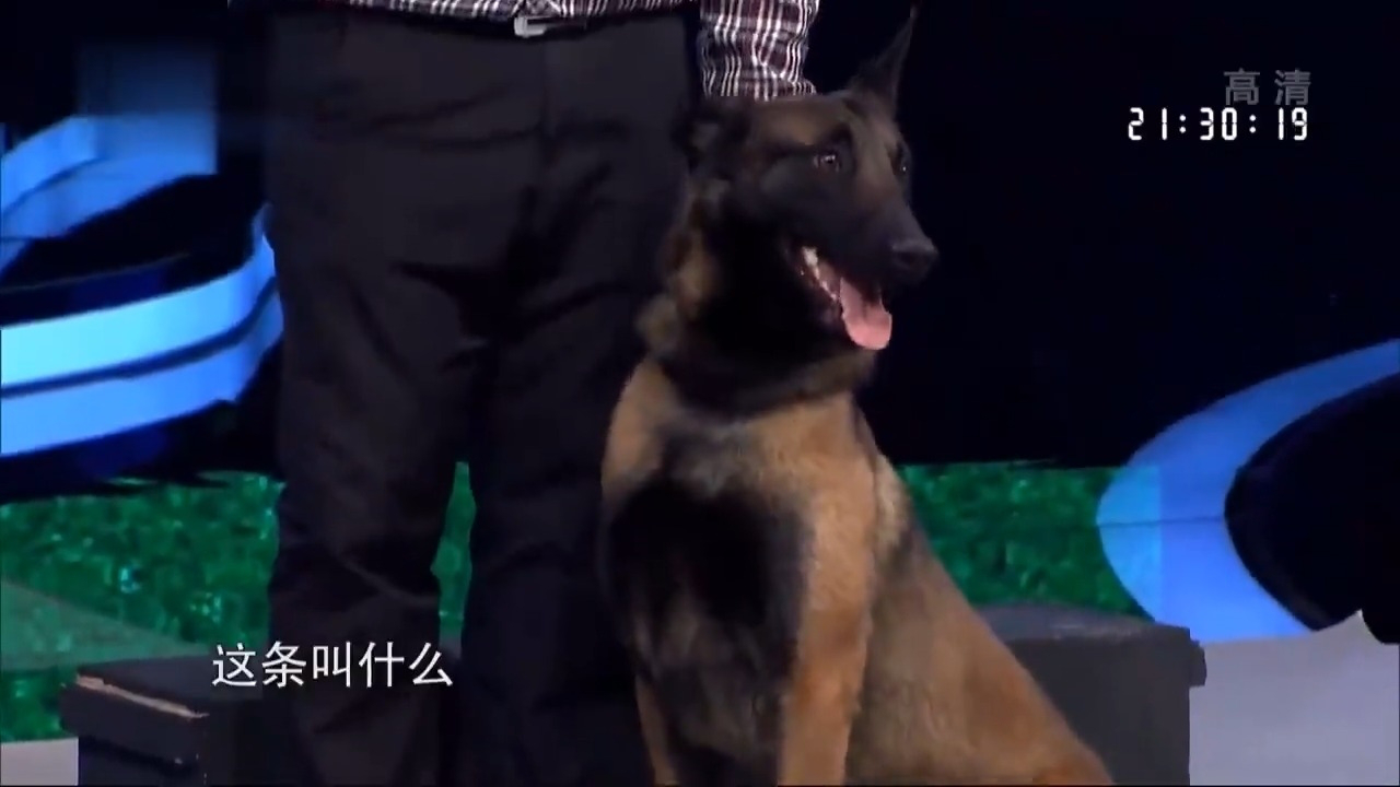 犬类"特种兵"!宠物狗马仔保护财产,征服全场
