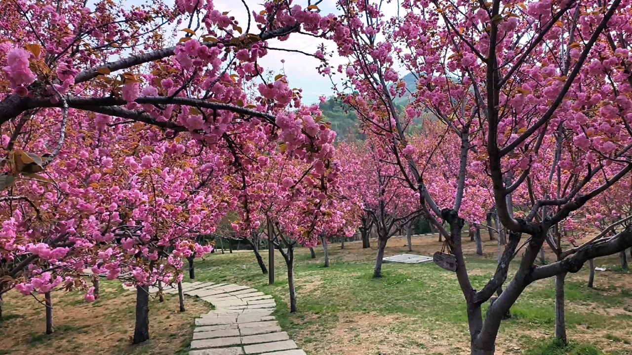 大连植物园樱花图片