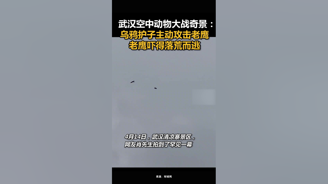 武汉空中动物大战奇景:乌鸦护子主动攻击老鹰,老鹰吓得落荒而逃