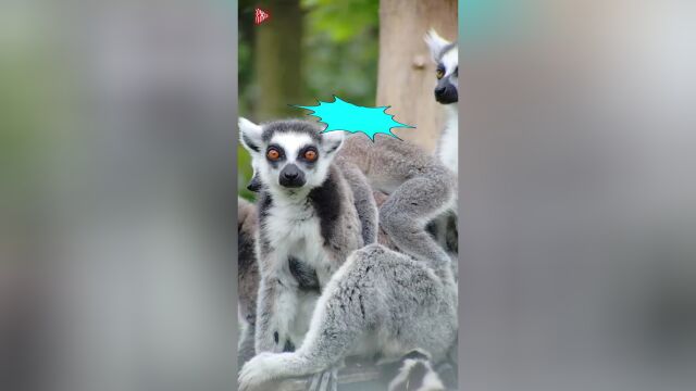 "湘"约五一·城会玩|长沙生态动物园6只新生狐猴五一迎客