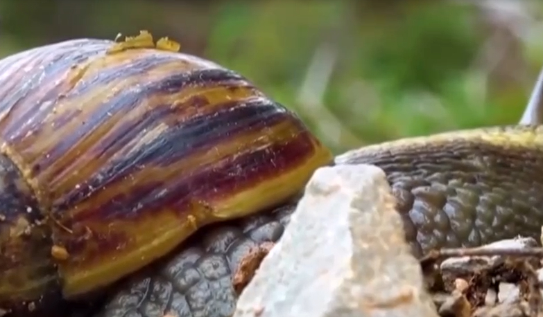广东雨后出现非洲大蜗牛,接触后出现异常状况,需立即就医