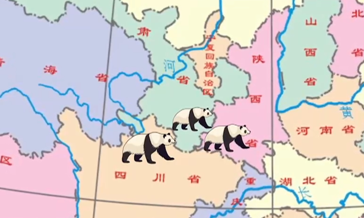 大熊猫主要分布在我国的四川,陕西和甘肃地带