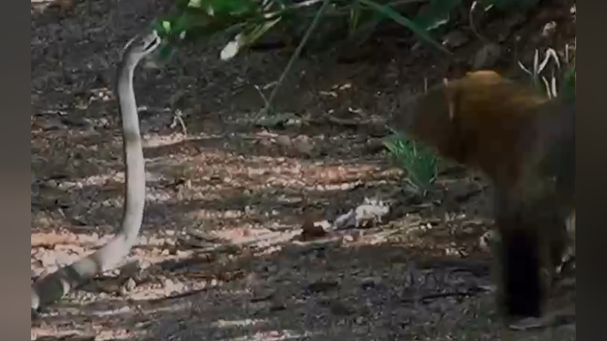 黑曼巴蛇大战獴,獴迅速出击咬断蛇的后脑勺,黑曼巴毫无还手之力