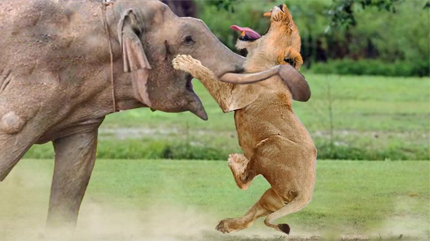 胆大雄狮竟敢捕杀大象,结果却惨遭反杀,实在是不自量力!