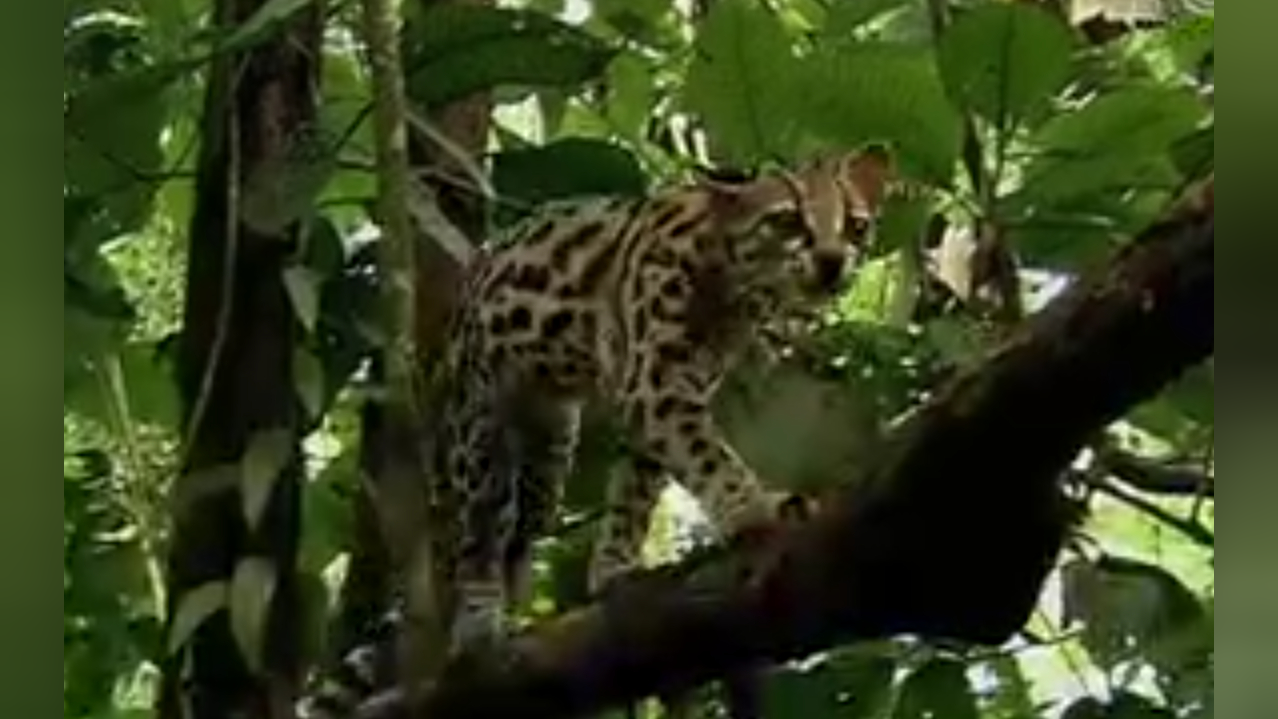 长尾虎猫生活十分惬意,当亮出尖爪时,慵懒的样子烟消