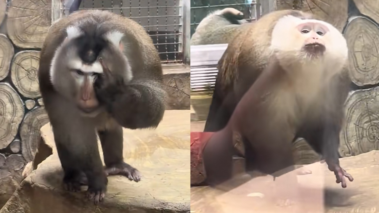 黔灵山的猴子爱"凹造型"迷倒一众游客 园方:没刻意训化