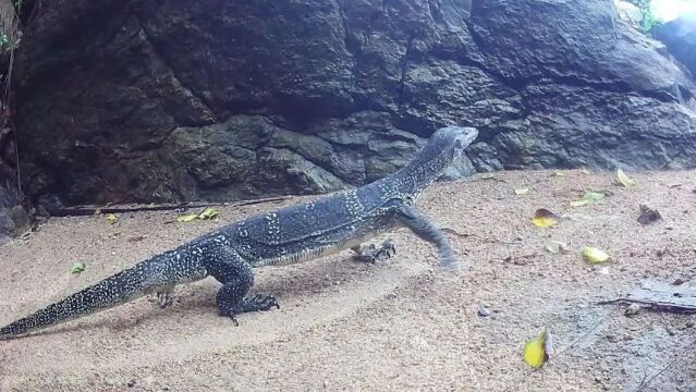 较凶猛!国家一级保护野生动物"圆鼻巨蜥"现身珠海