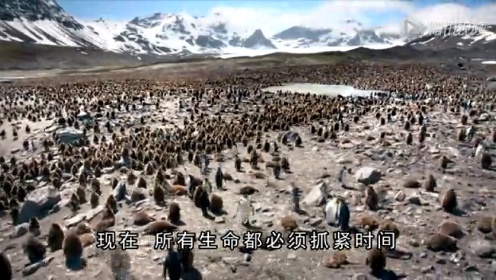 BBC纪录片冰冻星球 地球的尽头
