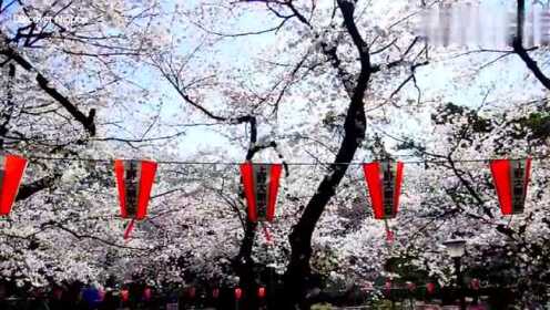 上野公园樱花盛开
