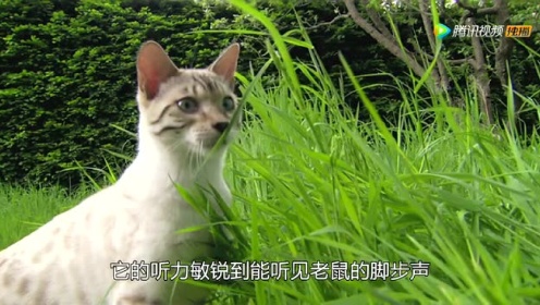 子宫日记：猫科动物篇