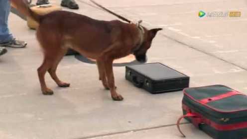 军犬训练营-缉钞犬：嗜钱如命的狗狗