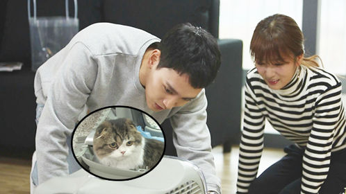 普美爱猫泰俊变身醋王