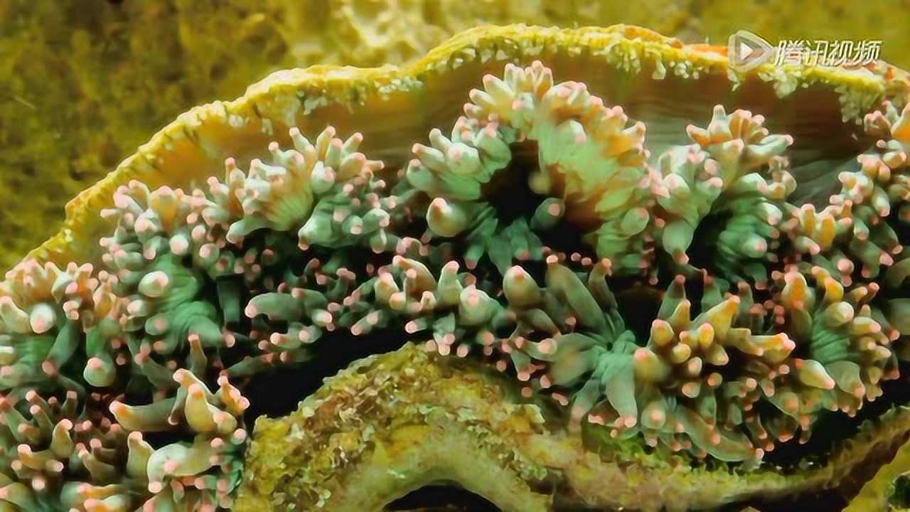 珊瑚虫 触须图片