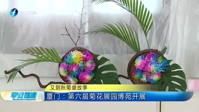 又到秋菊盛放季 厦门 第六届菊花展园博苑开展