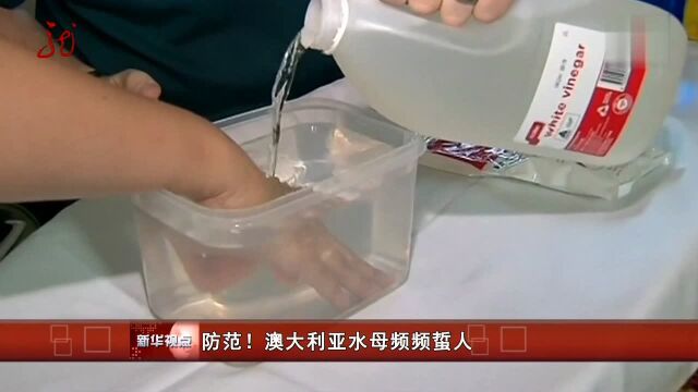 防范!澳大利亚水母频频蜇人