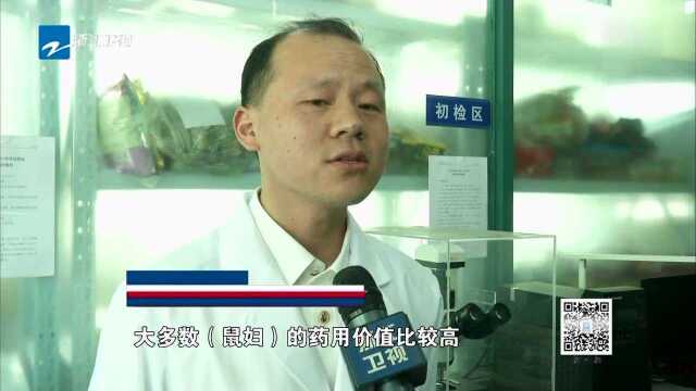 杭州海关截获一批非法入境的活体鼠妇