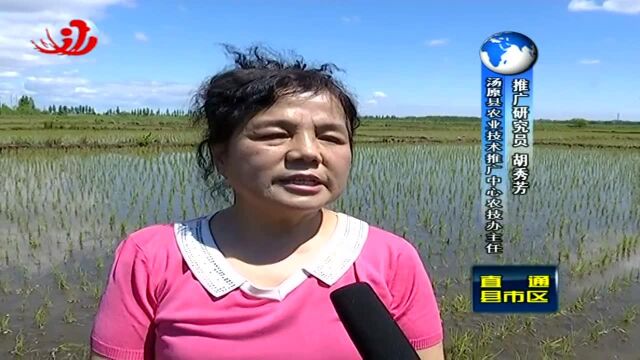 重点关注 汤原:近期天气变化大 农技专家来支招