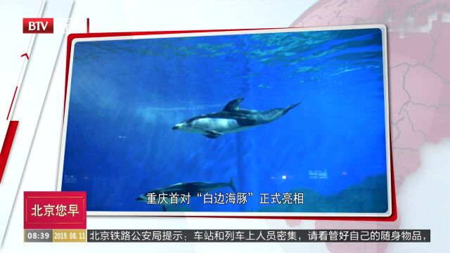 重庆首对“白边海豚”正式亮相