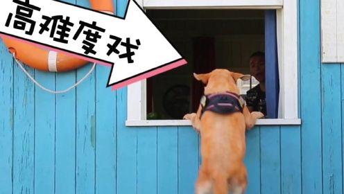 《神犬小七3》幕后花絮：一群狗狗当演员，导演跪地求饶