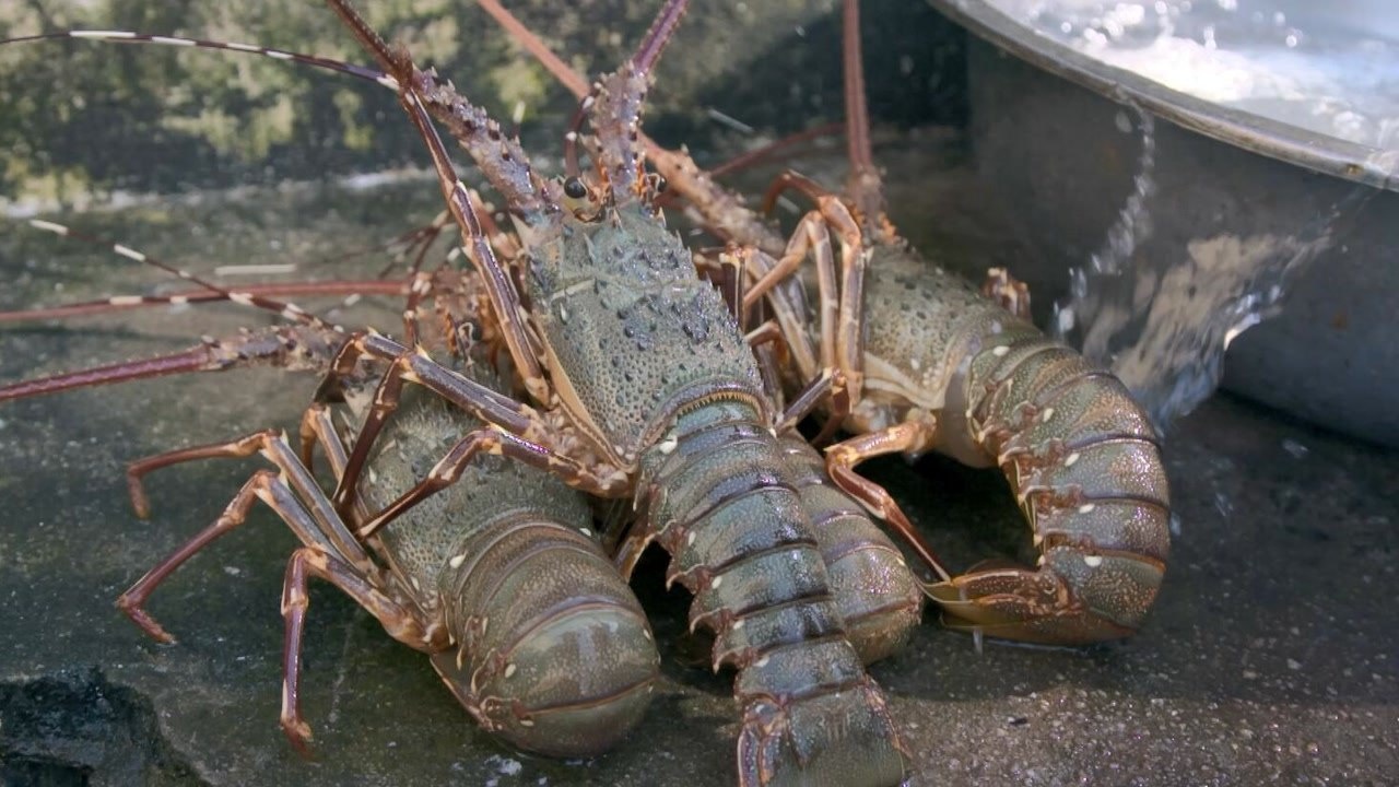 硇洲青龙虾是不会自然老死的逆天生物,价格竟可达到