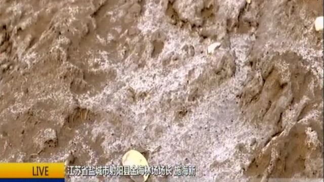 生态守护ⷦˆ‘是行动者:施海新——“扎根”滩涂的造林人