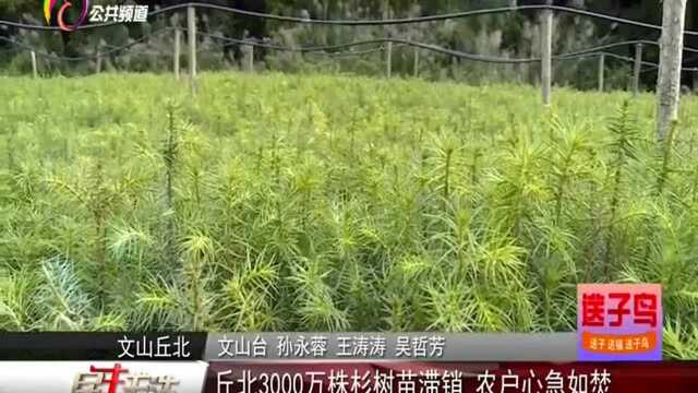 丘北3000万株杉树苗滞销 农户心急如焚