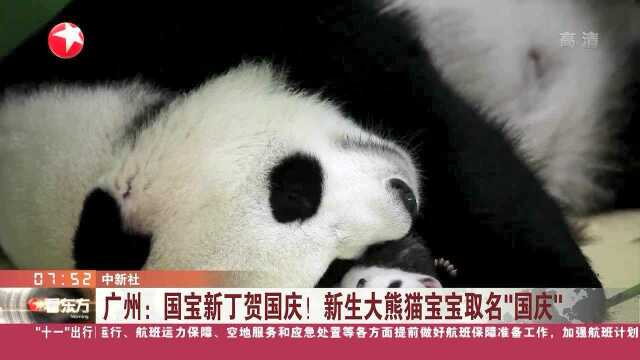 广州:国宝新丁贺国庆!新生大熊猫宝宝取名“国庆”