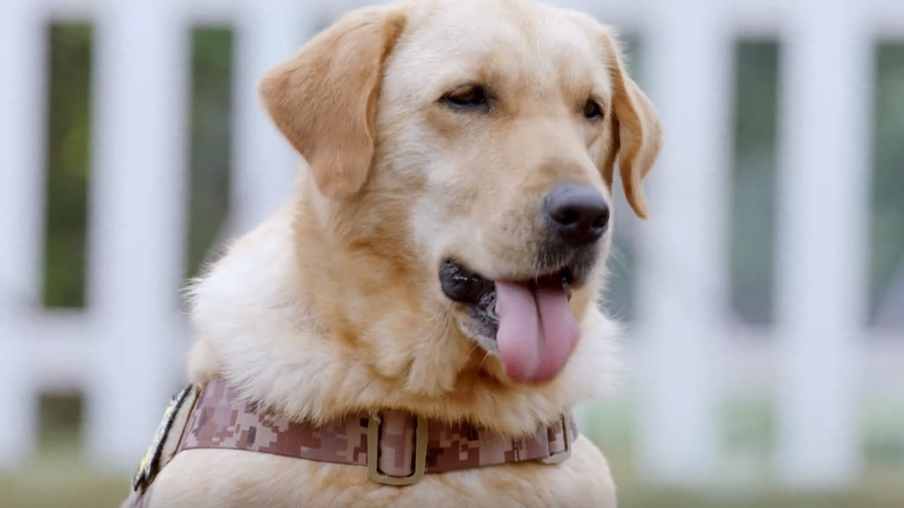 《神犬小七 第三季》第27集02:敖力教步枪和小七拆弹,这画面好比一