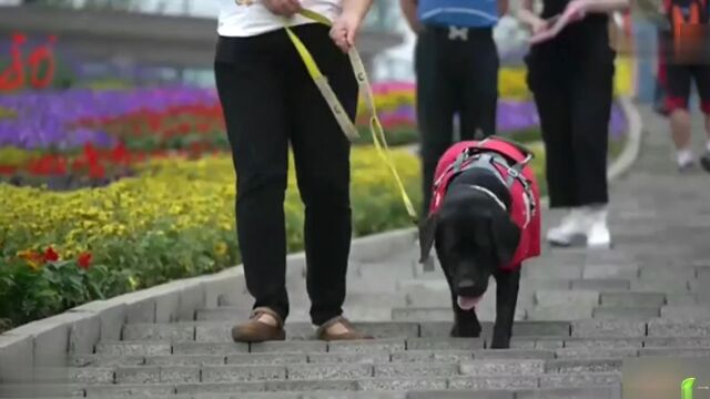 麻辣江湖 用心成就精彩片段