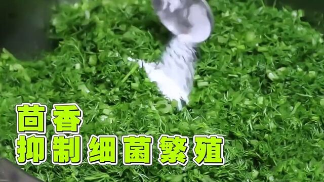 茴香竟是“胃病的克星”