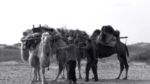 每年一次的转场实拍！沙漠骆驼成群如万马奔腾般震撼