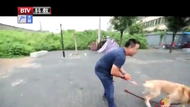 训犬达人刘晓伟分享故事